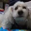 かなぴょんのプロフィール画像