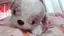 るかこすのプロフィール画像