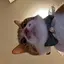 👀のプロフィール画像