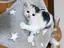 ココのプロフィール画像
