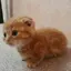 あんなのプロフィール画像