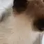 ニャンたのプロフィール画像