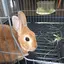 うさぎとかめのプロフィール画像