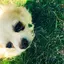 Pinoのプロフィール画像
