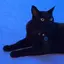 ねこのプロフィール画像