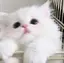 りのプロフィール画像