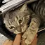 MISAのプロフィール画像