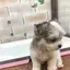 かわうそのプロフィール画像