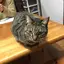 あすかのプロフィール画像