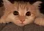 こうたのプロフィール画像