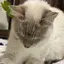 りさのプロフィール画像