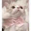 ちゃんのプロフィール画像