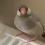 郁子のプロフィール画像