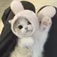 桃菜のプロフィール画像