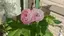 りんごのプロフィール画像