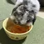 ほほのプロフィール画像