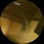 菜月のプロフィール画像