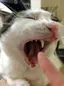 おーたむのプロフィール画像