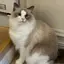 積のプロフィール画像