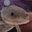 あるぱかのプロフィール画像