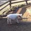 さつきちのプロフィール画像
