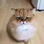 けんけんのプロフィール画像