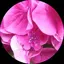 りりぃのプロフィール画像