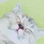 あゆのプロフィール画像