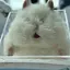 礼のプロフィール画像