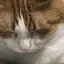 あちゃのプロフィール画像