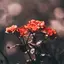 あやかのプロフィール画像