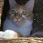 猫好きのプロフィール画像