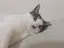 ちゃりのプロフィール画像