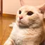 ゆみのプロフィール画像