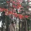 ゆのプロフィール画像