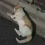 うちだゆうとのプロフィール画像