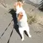 lonaのプロフィール画像
