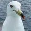 も。のプロフィール画像