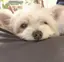 あゆのプロフィール画像