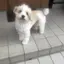 歩実のプロフィール画像