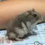 とーちゃんのプロフィール画像