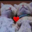 にゃんすき🐾のプロフィール画像