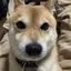 やすにゃんのプロフィール画像