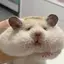 もちたろのプロフィール画像