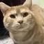 猫様のお世話係のプロフィール画像