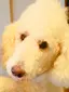 さくらのプロフィール画像