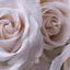 Roseのプロフィール画像