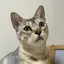 のんたんのプロフィール画像