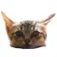 ameのプロフィール画像