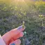 菜緒のプロフィール画像